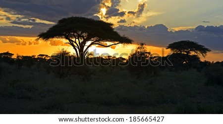 Silhouette of trees sunset in the African savannah. Kenya