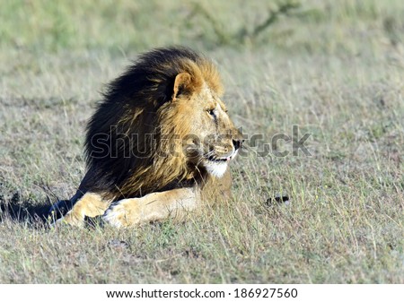 Male Lion poses in golden light (Panthera Leo)