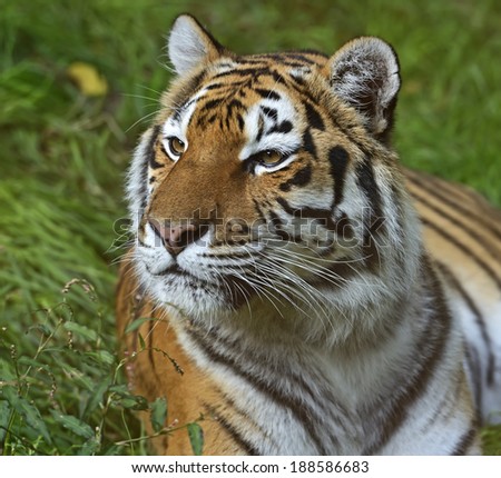 Amur Tiger in the natural conditions of nature