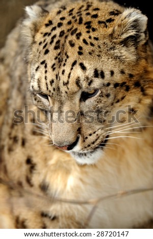 Jaguar - Panthera onca in front