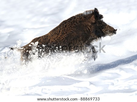boar running