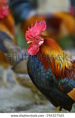 Beautiful decorative rooster on the farm in the spring