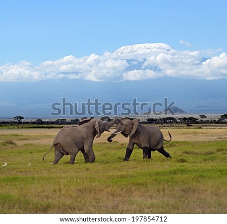 African elephant in the wild in the savanna habitat
