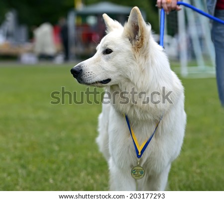 Swiss Shepherd dog at a dog show in the spring