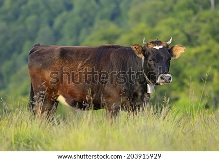 Carpathian cow in a pasture in the mountains in spring