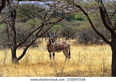 Gemsbok antelope (Oryx gazella) running