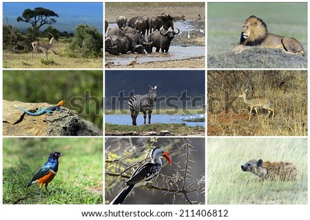 African wild animals safari collage, large group of fauna