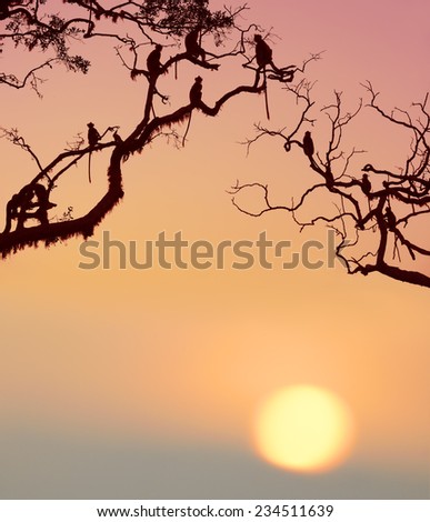 Monkey in the setting sun in the jungle
