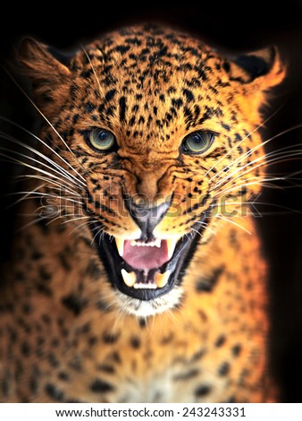 Portrait of a Leopard in the wild habitat