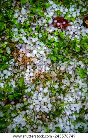 Balls of hail on the grass in the summer after the storm