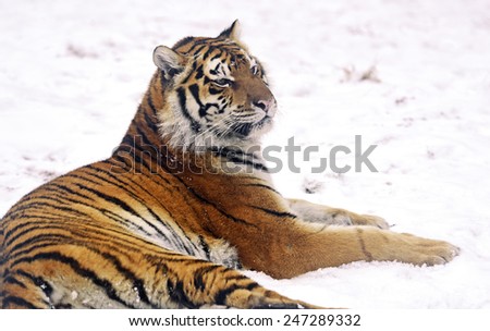 Amur Tiger in the woods in winter