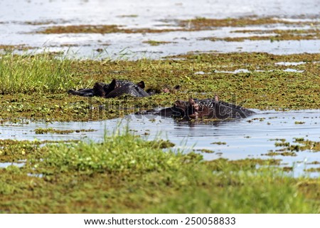 Hippopotamus in the African savannah in Kenya