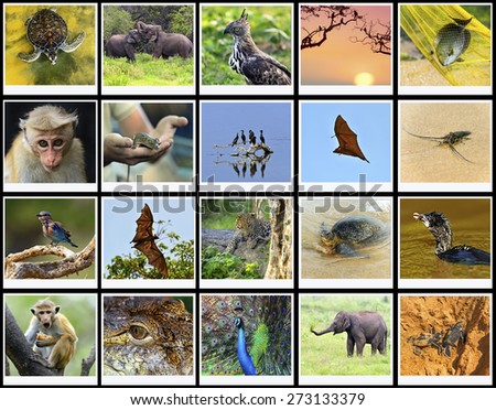 The fauna in the park Yala Sri Lanka safari