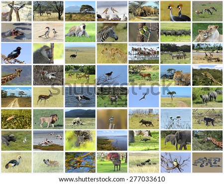 Collage of African animals in the parks of Kenya