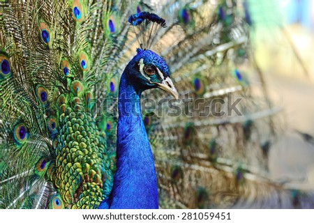 Peacock in the wild on the island of Sri Lanka