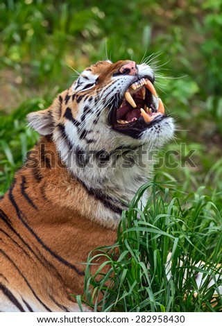 Portrait of a Tiger in the wild habitat