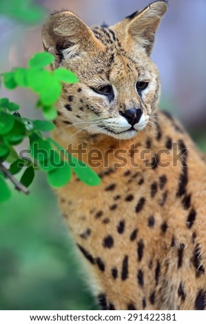 Serval Wild Cat in the African savanna
