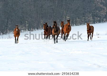 Herd of horses running in the winter field