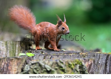 European red squirrel in the woods in spring
