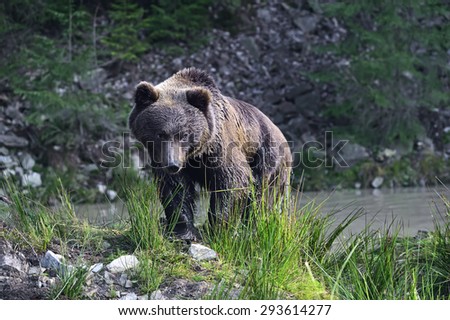 Portrait of brown bears in their natural habitat