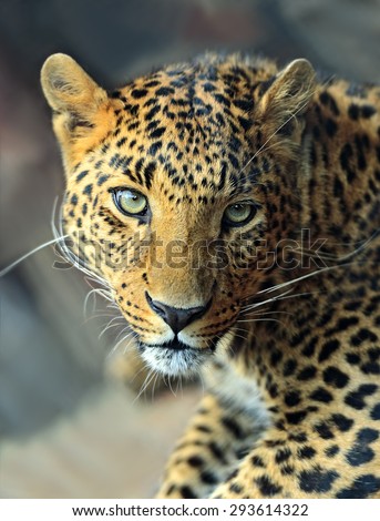 Wild Leopard in the tropical African savanna