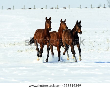 Herd of horses running in the winter field
