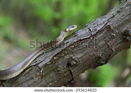 Snake on a branch in the forest