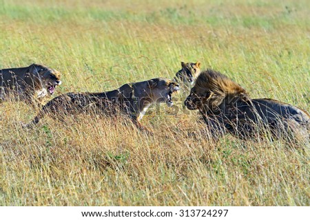 Lions Masai Mara National Park in Kenya