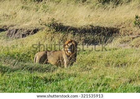 Lions resting on the grass in the Masai Mara park