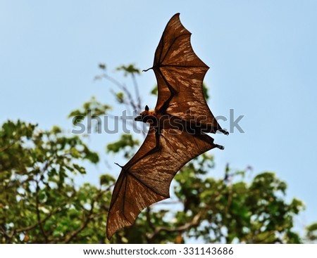 Flying foxes in the wild on the island of Sri Lanka