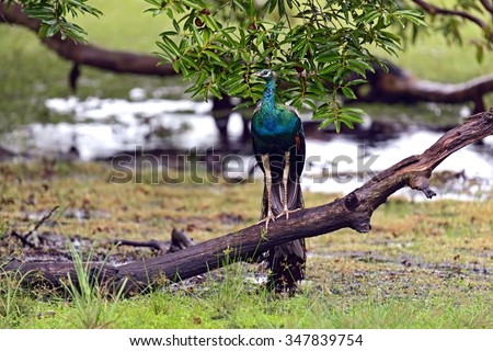 Peacock in the wild on the island of Sri Lanka