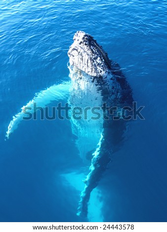 Portrait of a majestic humpback whale in australia