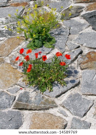 Bushes of red poppy and of yellow bitter cress at the stone-work.
