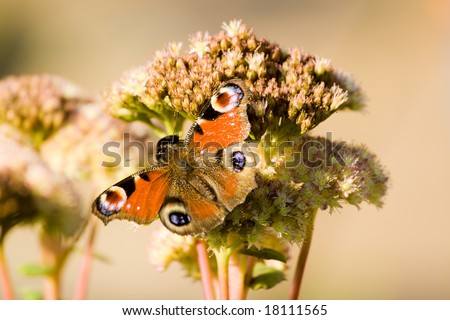 Beauty wonderful small butterfly sits on beige flower.