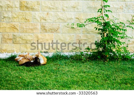 Animal family: orange cat and kittens on green grass near stone wall and small tree.