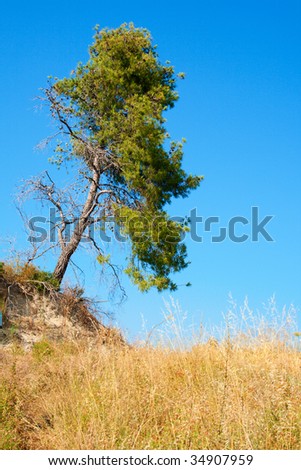 Yellow field, blue sky  and tree. Focus on tree.
