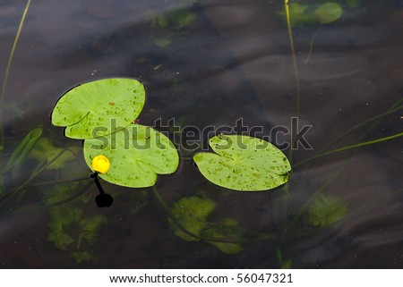 Yellow water lily with three green leaves in dark water.