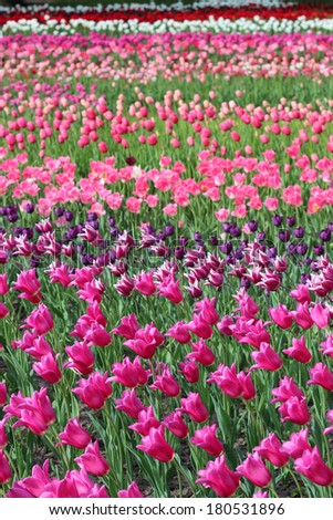 Field of pink and purple tulips. This picture was made in spring in Berlin.