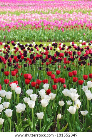 Field of red, white, maroon and pink tulips. This picture was made in spring in the park Britzer garten in Berlin