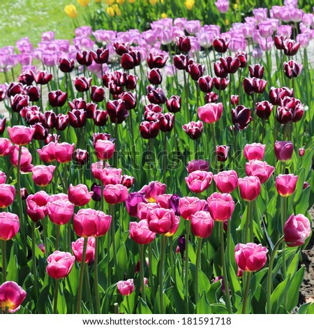 Field of pink, purple and maroon tulips in sunlight. This picture was made in spring in the park Britzer garten in Berlin