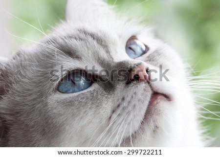 Sleepy blue eyes - a beautiful British Shorthair in Snooze