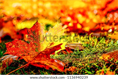 Red autumn maple leaf macro view. Autumn maple leaf close up