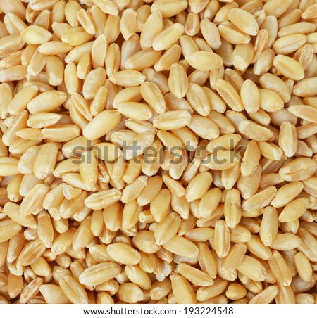 pile of pearl barley