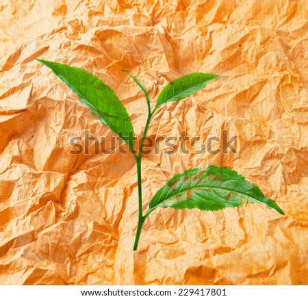 Crumpled paper and Green tea leaf isolated on white background.