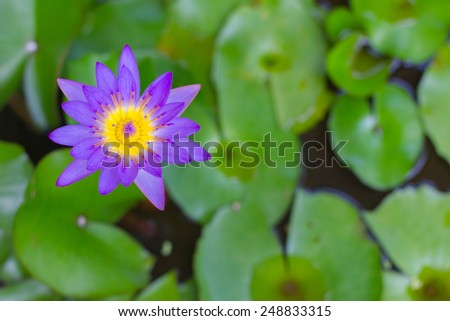 water lily lotus flower and leaves