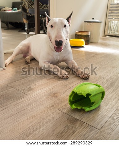 Bull terrier dog and chewed rugby rubber dog toy on wooden background
