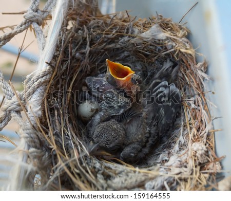 hungry baby bird with egg and another nestling in the nest