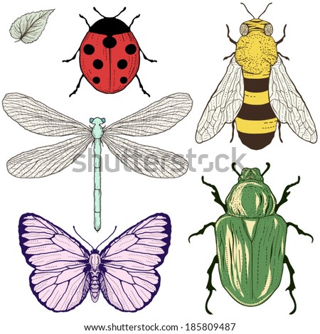 hand drawing insects set vintage engraving style hand drawing insects set vintage engraving style