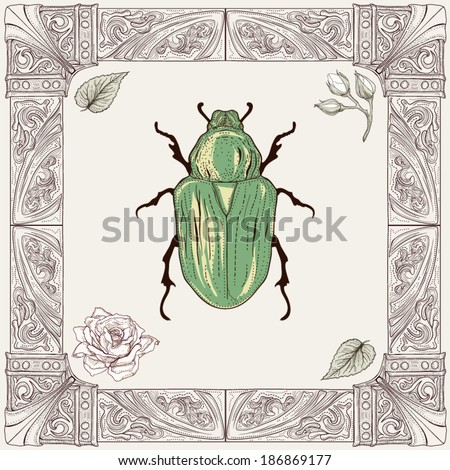 hand drawing rose chafer, buds and leaves with decorative frame vintage engraving style