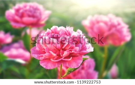 Pink flower peony flowering in peonies garden.
